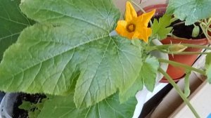 Кабачки. Выращивание. На балконе. Как растут, цветут. Урожай кабачков. А Вы, что выращиваете дома?