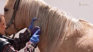 PROбуй. Профессии. Коневод. Выпуск 60