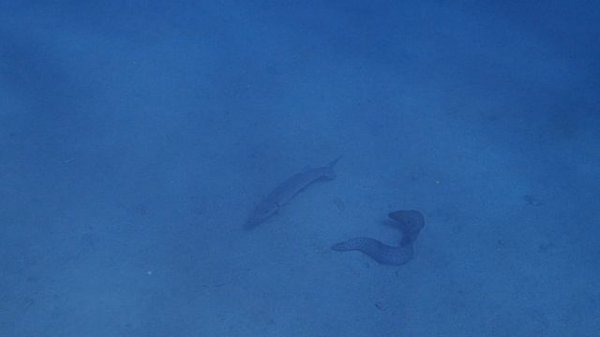 гигантская мурена и барракуда PC070132