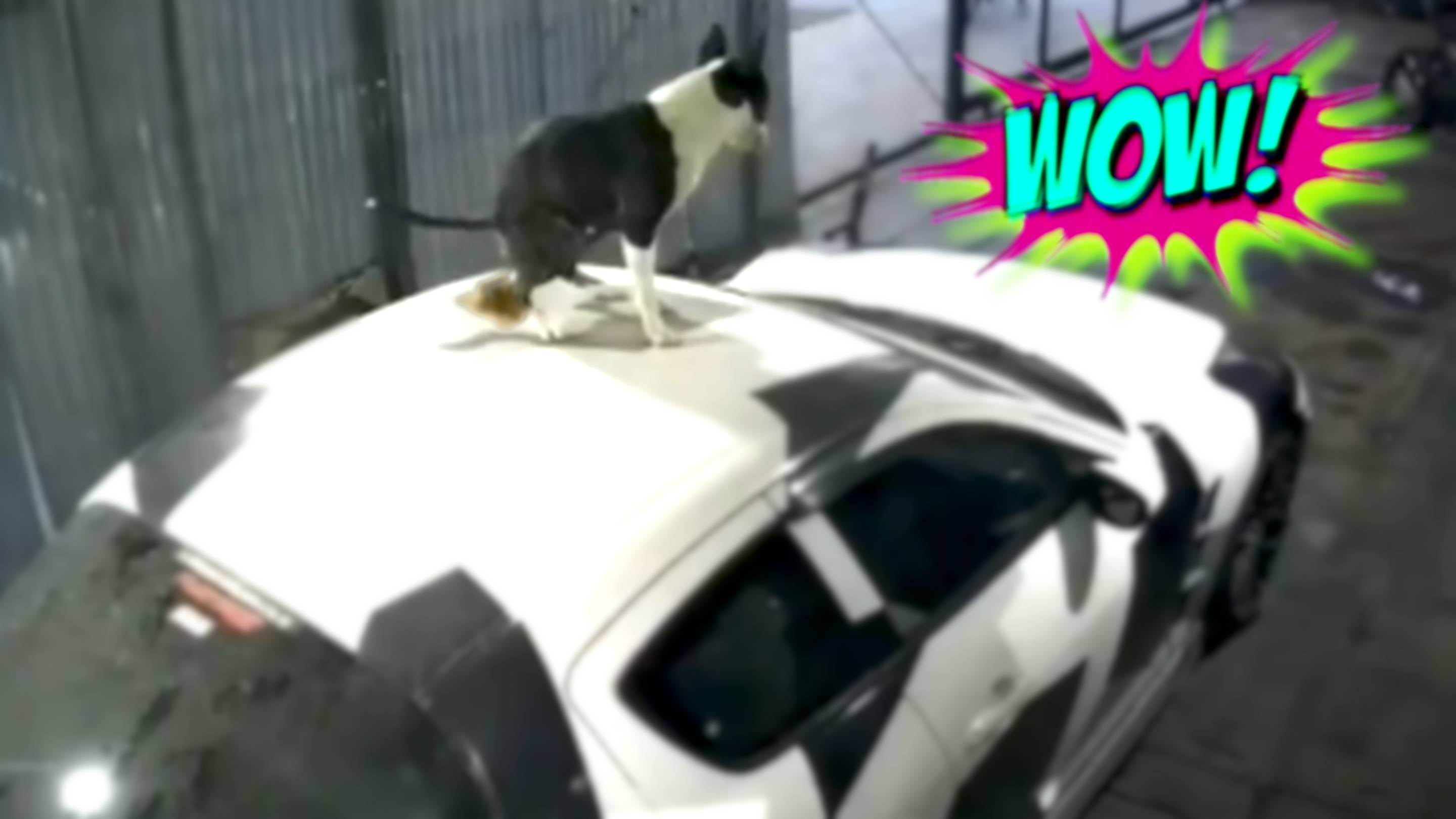 ПРИКОЛЫ НА КАЖДЫЙ ДЕНЬ: СМЕШНЫЕ ВИДЕО ДЛЯ ПОДНЯТИЯ НАСТРОЕНИЯ смотреть онлайн