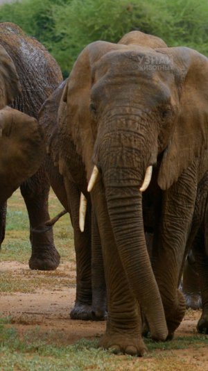 Сколько ест и пьёт слон в день?