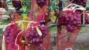 ОБЗОР ВИНОГРАДА НА ЧЕТВЁРТОЕ СЕНТЯБРЯ 2025 г.