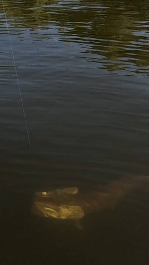 МАТЬ ВСЕХ ЩУК НА КРЮЧКЕ!!! #рыбалка  #fishing #рыбалкаСПОДВОХОМ #трофейнаящука