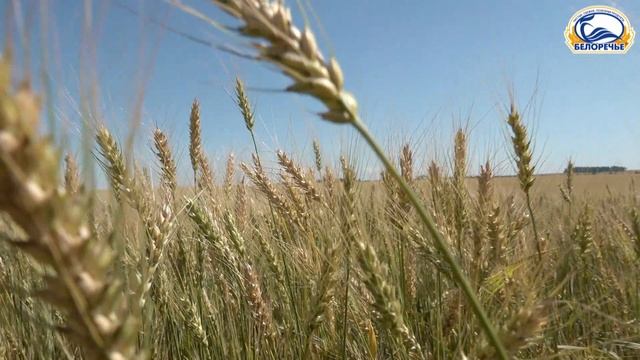 Горячая пора уборочной кампании СХАО 