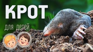 Крот. Видео про животных для детей 3+