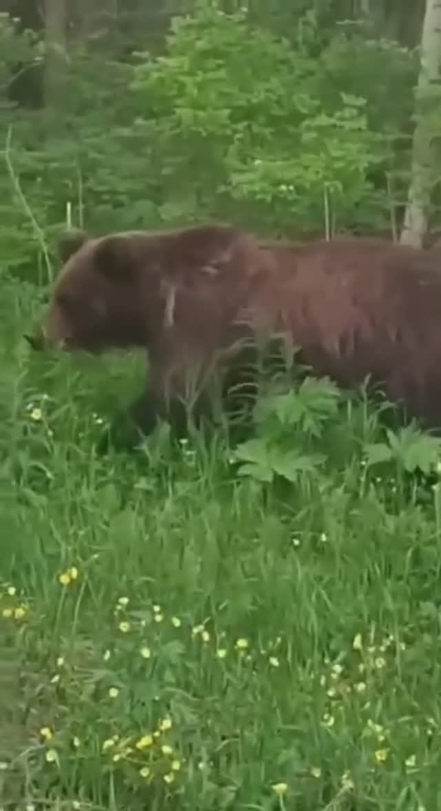 Лето. Медведи ходят. смотреть онлайн