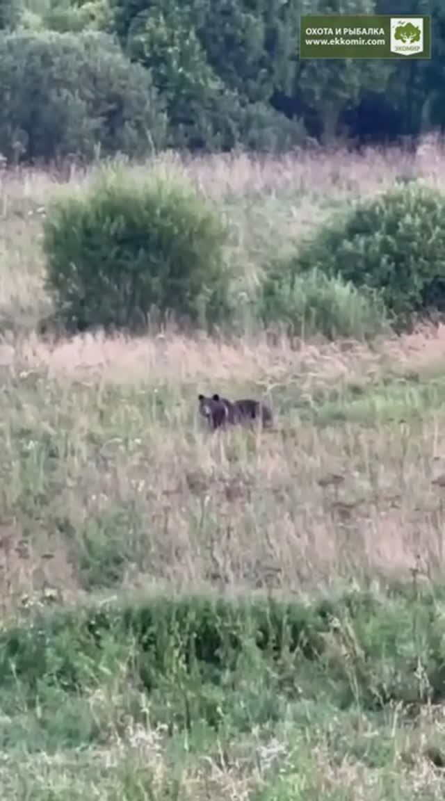 Медведь вышел по светлому на овсах, пока сидели в ожидании кабана. смотреть онлайн
