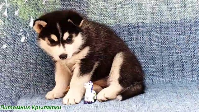 Предлагаем девочку щенка хаски, черно-белую, родилась 21 июля 2025 года