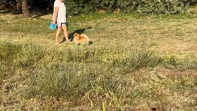 Удобства и места для прогулок с питомцами в Голубицкой смотреть онлайн