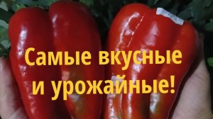 Обзор ПЕРЦА по сортам!