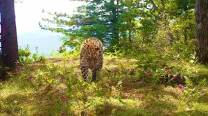 Дальневосточный леопард на летней прогулке (1)