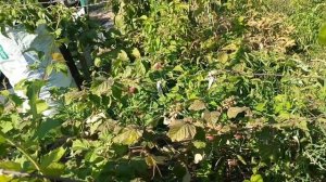 Малина Туламэджик удивляет. Малина Халлей, Автора, Малиновая гряда. 04.09.25 г.