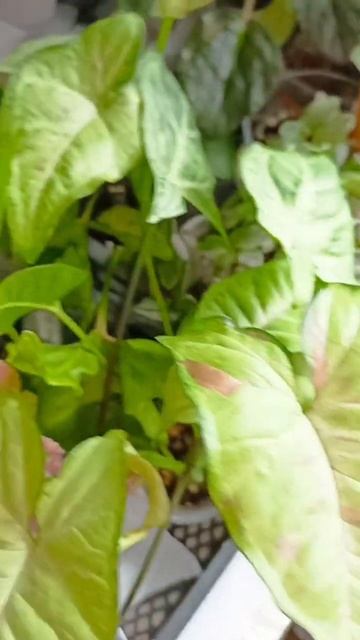 комнатные растения смотреть онлайн