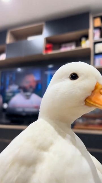 Эта уточка требует твою помощь! 🆘 утка #уточка #животные #рутуб