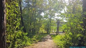 От чего так в России берёзы шумят! 🌸🌸🌸