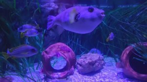🐠 Успокаивающий АКВАРИУМ