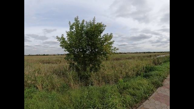 ПРОГУЛКИ ПО ГОРОДУ. И СНОВА ПТИЧЬЯ ГАВАНЬ ПОД ДРУГИМ УГЛОМ.... смотреть онлайн