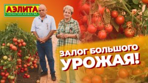 ЗАЛОГ БОЛЬШОГО УРОЖАЯ ТОМАТОВ!