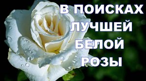 Какие белые розы самые красивые?