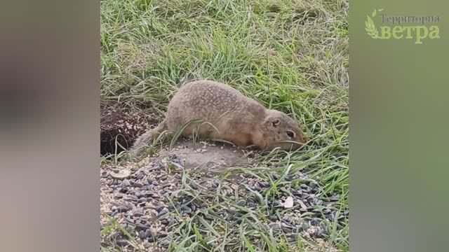 Красноярск. ЧАСТЬ 1. Зоопарк "Роев ручей". Остров Татышев и суслики смотреть онлайн