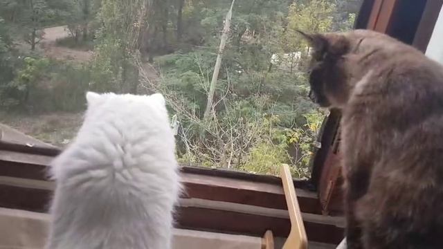 Леся и Сёма - В дозоре смотреть онлайн