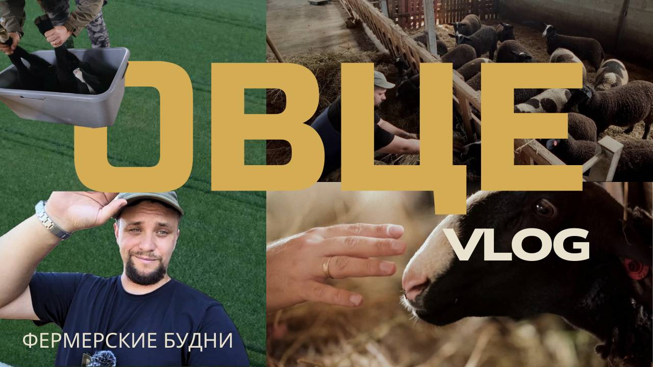 Фермерские будни: овцы, корпус и выпас | Овце-ВЛОГ #0 смотреть онлайн