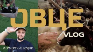 Фермерские будни: овцы, корпус и выпас | Овце-ВЛОГ #0