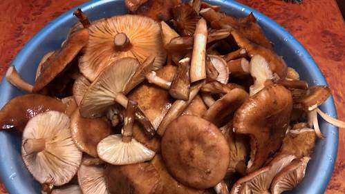 Самый безопасный способ ЗАГОТОВКИ ГРИБОВ на зиму без уксуса.