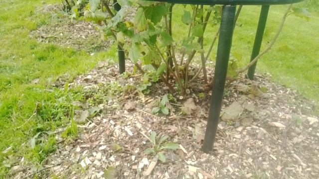 Ограждение кустов.