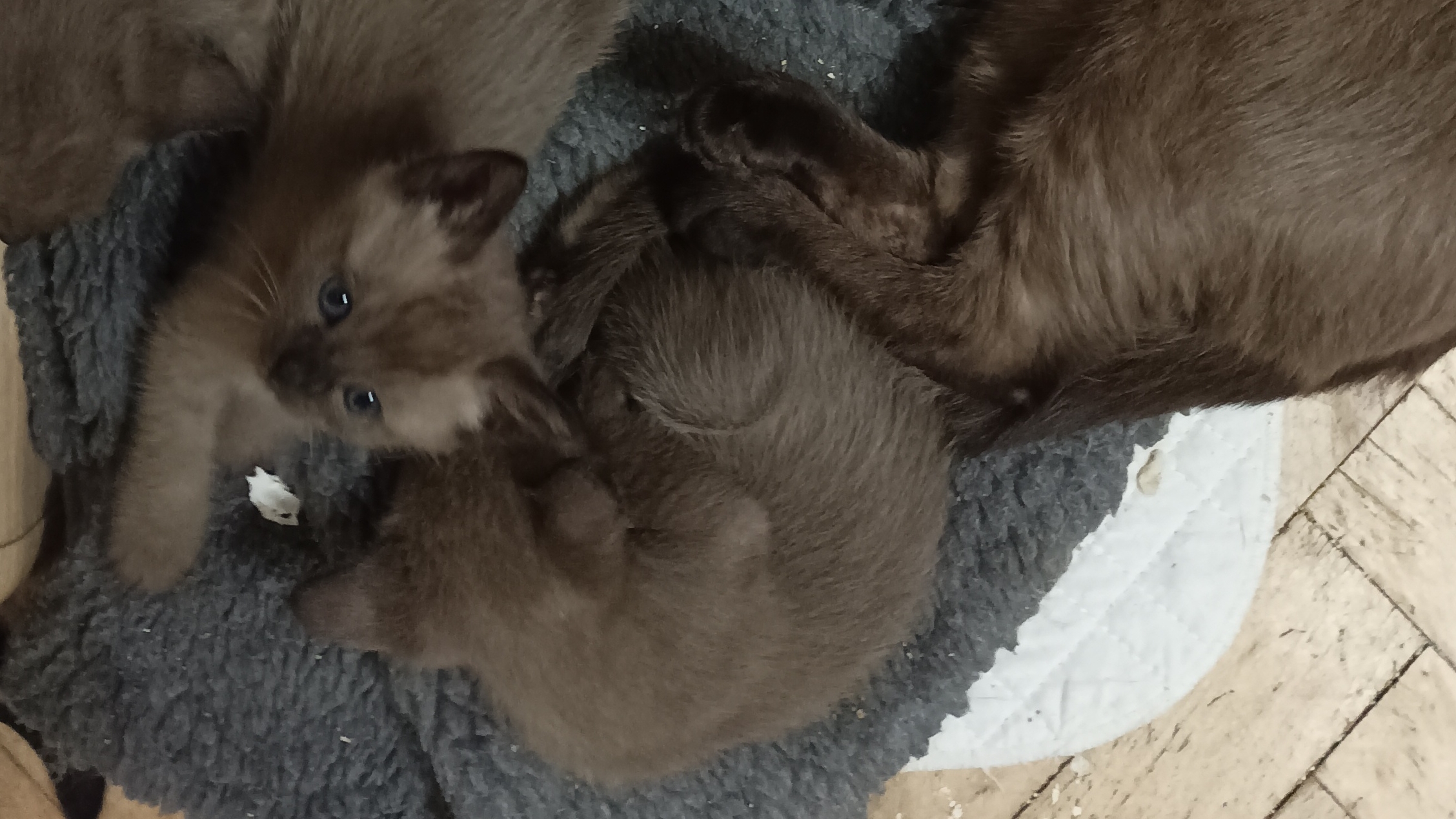 Уши, ноги и хвосты)