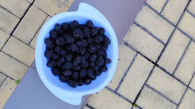 Урожай ежевики 2025 г. после подкормки наноудобрением "Агро-Н"