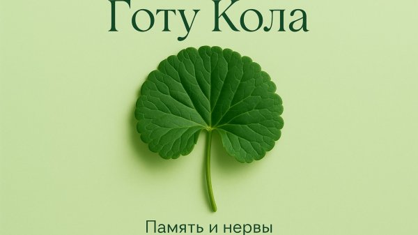 Готу Кола — секрет Аюрведы для памяти, нервов и долголетия
