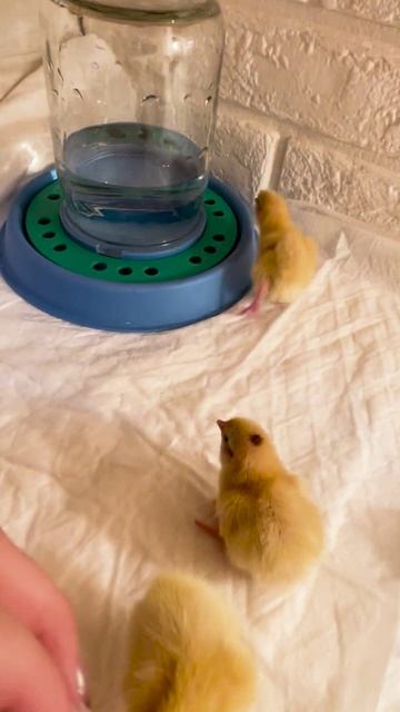 Как правильно ухаживать за перепелами в первый день жизни.