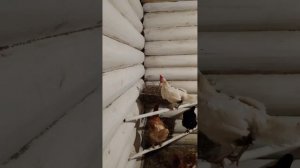 Уборка и дезинсекция курятника гашёной известью.