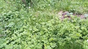 Начинающий садовод-огородник. Тыква и другие. 30 мая.