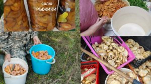 В лес за грибами // замачиваю грибы// солю РЫЖИКИ // мариную