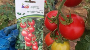 Вкусно и красиво. Томат Маскотта отзыв от души и сердца