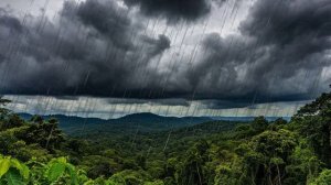 Звук природы для сна. Дождь. Природа. Звуки дождя и животных тропического леса