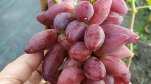 ЦВЕТОЧЕК,  ДЖОКЕР, ЦИТАДЕЛЬ  и другие ГФ  ЩЕРЕДЕНКОВА В. А.