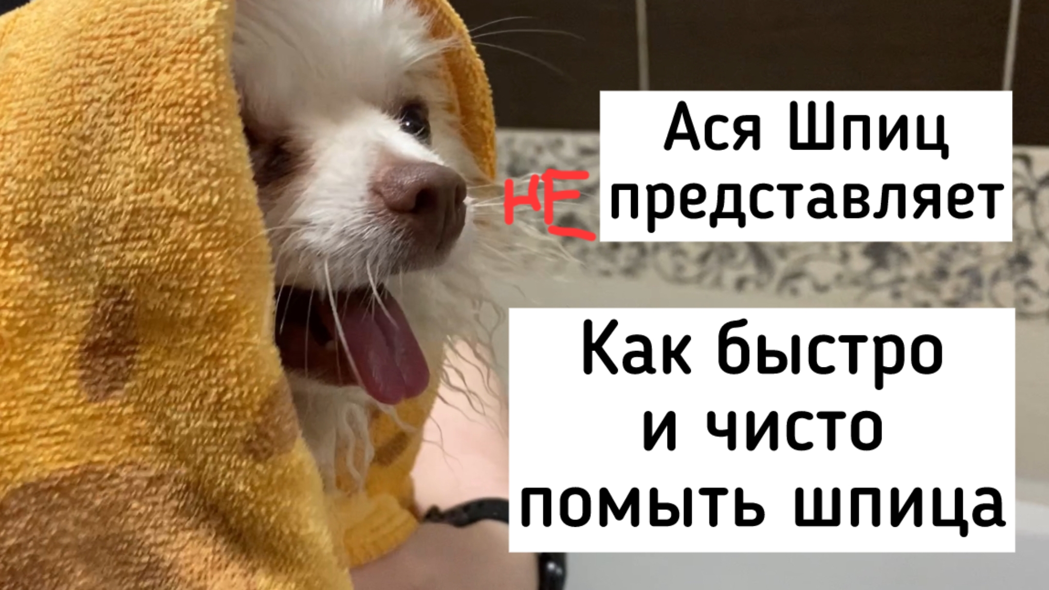 Как помыть шпица быстро и чисто. Уход за шпицем в домашних условиях смотреть онлайн