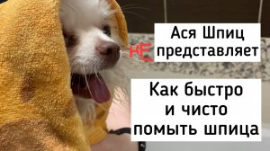 Как помыть шпица быстро и чисто. Уход за шпицем в домашних условиях