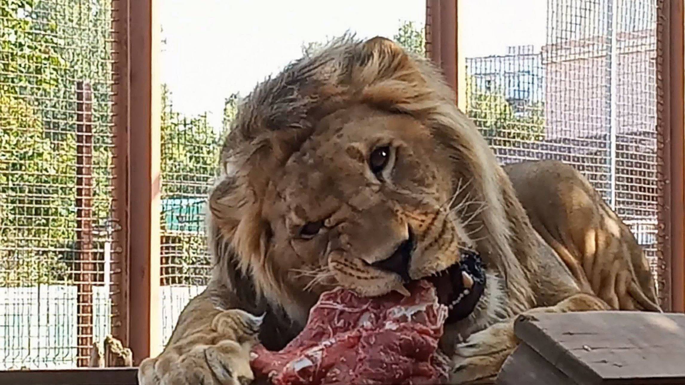 Лев ШЕРХАН. Папа АЛЕКСАНДР уговорил Шерханчика покушать. Ария африканского царя. Порш и Симочка. смотреть онлайн