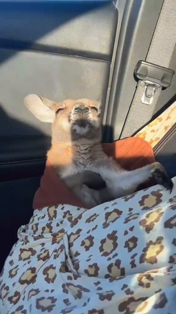 Лучший гитарист смотреть онлайн