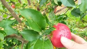 яблоня Жигулёвское