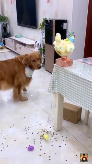 Что с тобой, кура? 🙀