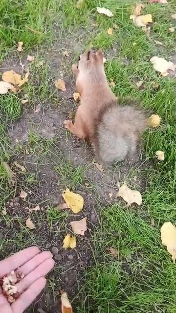 Белочка