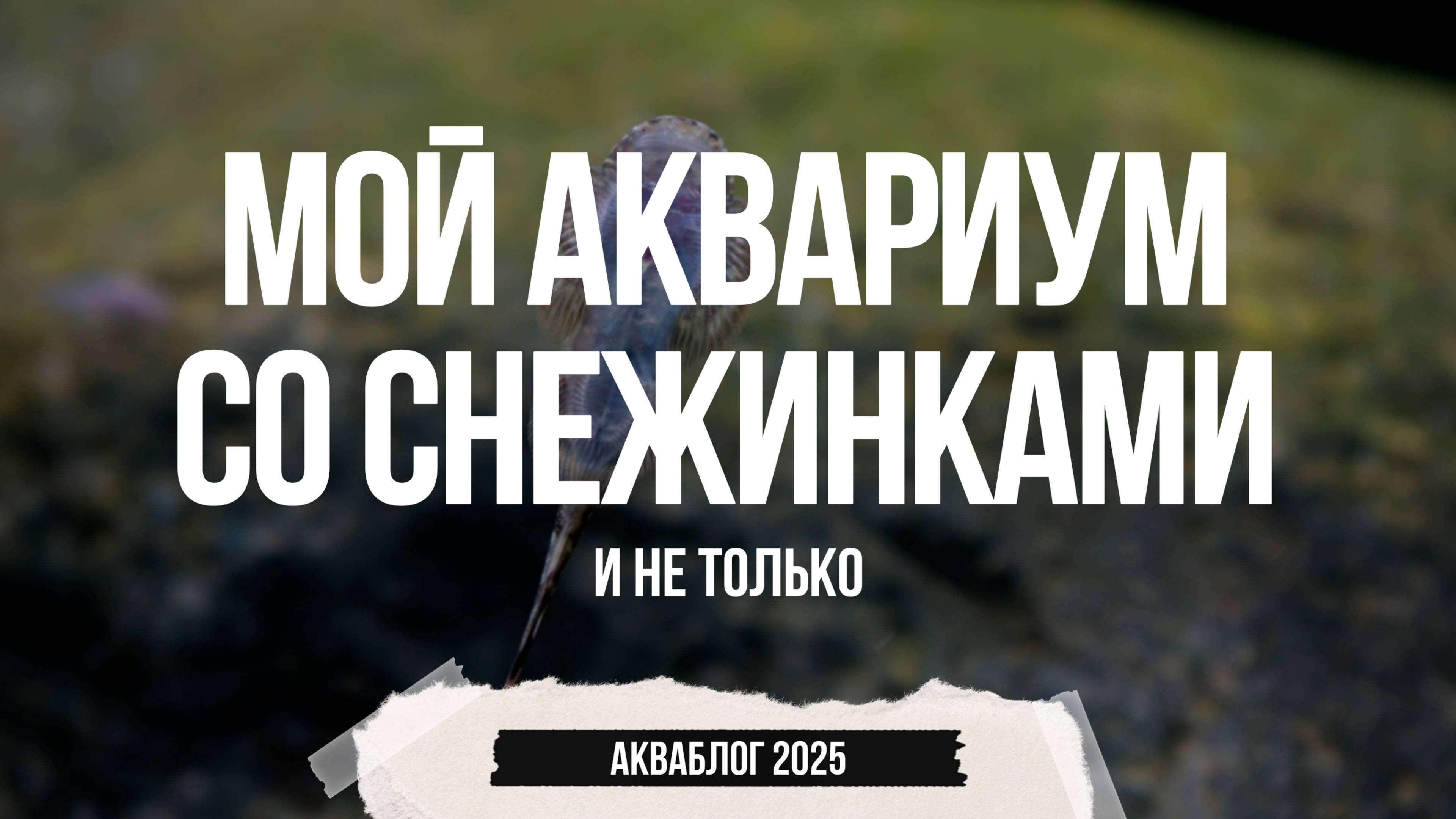 Мой аквариум со снежинками. Часть 2 смотреть онлайн