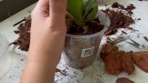 Пересадка орхидей в классическую посадку кора и мох