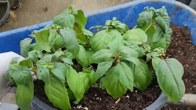 🪴🪴🪴🪴🪴 смотреть онлайн