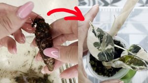 121. Восстанавливаем алоказию из пенька. 5 шагов, 1 средство, 2 месяца - и у вас новое растение!